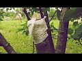 CUM S-AU PRINS ALTOII