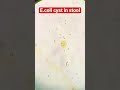 E Coli Cyst In Stool Under Microscope 40x View Pathology 