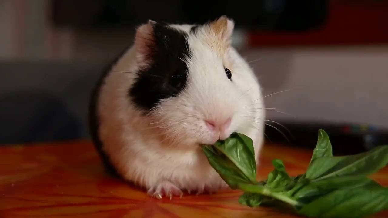 SUPPORTO FUSIBILE MINI Lama Lunga Durata Aggiungere Un - Foto 7