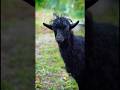Funny Goat Moments In A Quiet Village