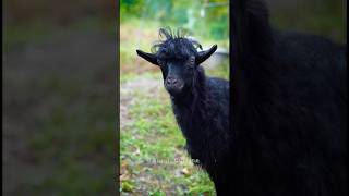 Funny #goat Moments in a Quiet Village🐐