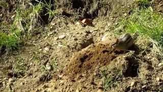 Chipmunk burrowing
