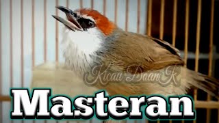 Masteran Kaso Kaso Muda Gacor