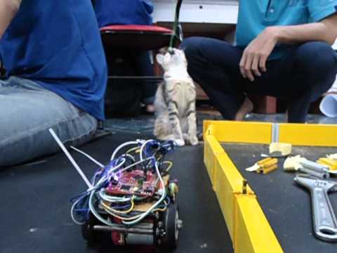 hcm hr Cat in maze 2