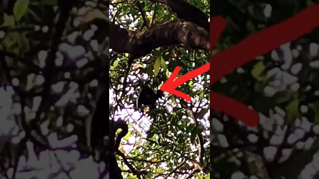 bat is calling her mate🦇😱🔥