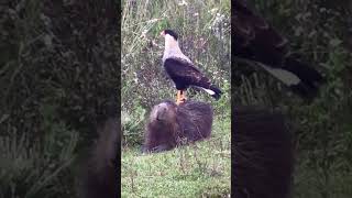 #capibara  #argentina #carpinchos #2023 #rio #carancho #Ave #capibara