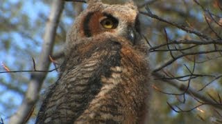 Nature: Owls of Upstate New York