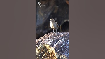 Indian Robin #birds #nature #wildlife #shortsfeed #shorts