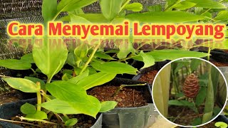 LEMPOYANG | Cara Menyemai Pokok Lempoyang