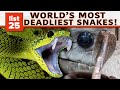 25 Of The World’s Most Venomous Snakes