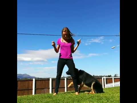 All About Doggy Dans The Online Dog Trainer Review