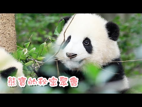 《熊貓早晚安》熊寶的秘密聚會 | iPanda熊貓頻道