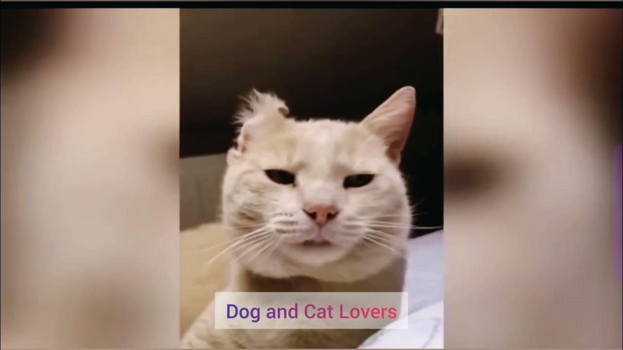 Part 1 Funniest trending video 2023 Dog and Cat Short Video. 🥰😻🐕🎉🎉