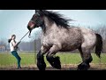 10 টি এমন ঘোড়া যা দেখলে বিশ্বাস করতে পারবেন না । 10 Horse Breeds You Will Not Believe Exist