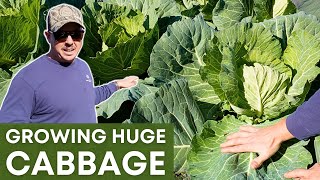 Unbelievable Cabbage Leaves! How Did They Get This Big?