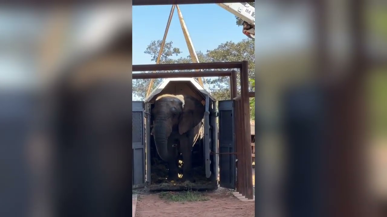 Kenya Arrives at Elephant Sanctuary Brazil