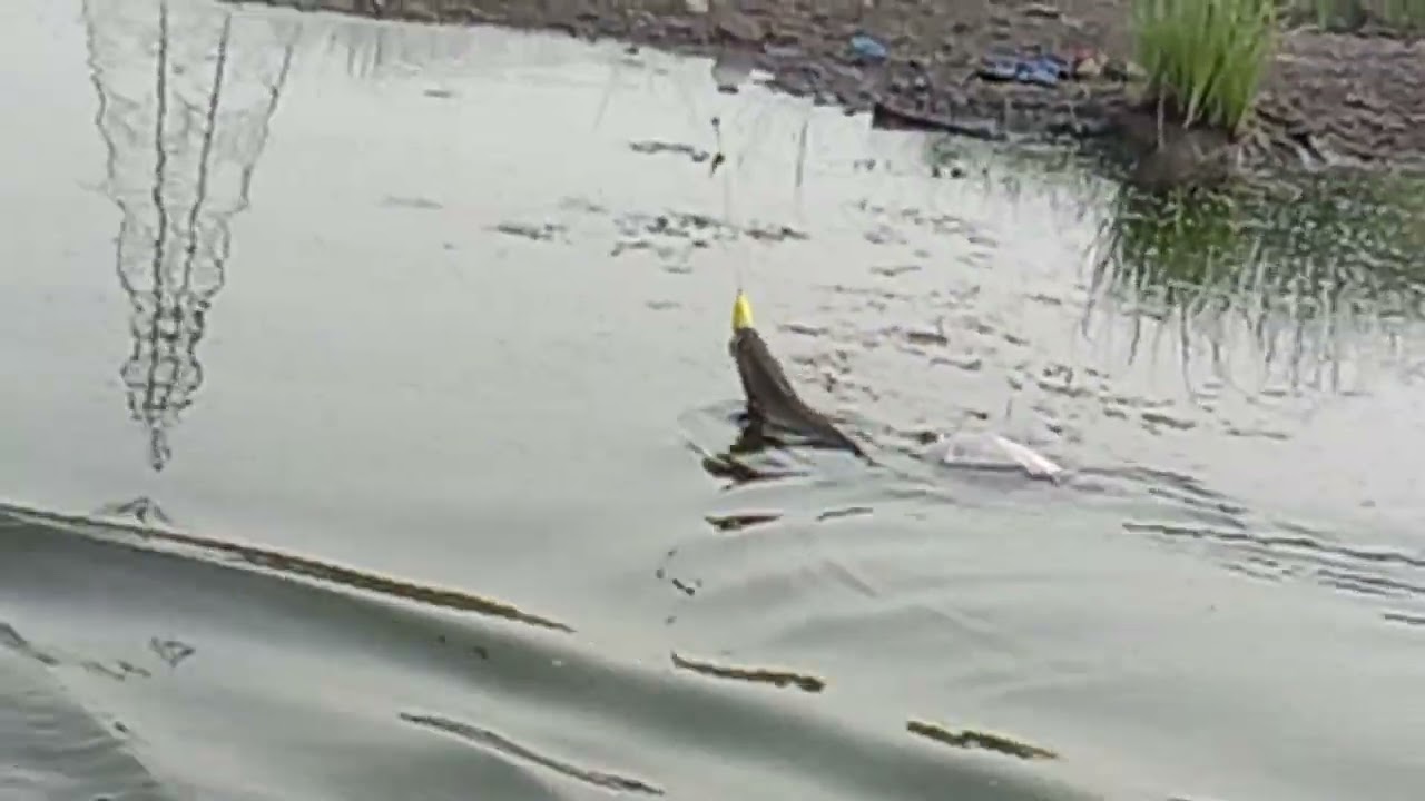 sneakhead fish caught by zakk frog ....shandar shikar