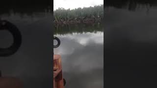 Detik-detik pawang buaya disambar buaya handil muara jawa kaltim