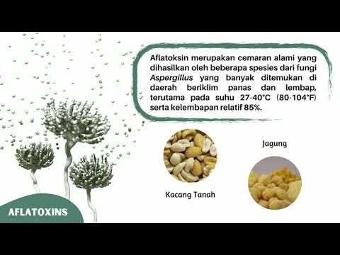 Uji Aflatoksin Kualitatif Sederhana