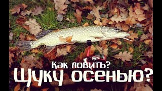 Как и на что ловить щуку осенью? Все хитрости и секреты ловли щуки осенью! Как и на что ловить щуку осенью? Все хитрости и секреты ловли щуки осенью!
