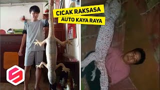 Tokek Raksasa Tertangkap Warga? Langsung Auto Kaya Kalau Beneran..