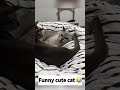 Funny cat 😂#cat #catfunny #funny #catvideos #catfails