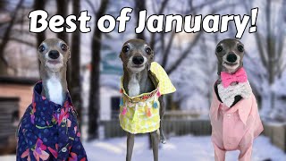 Best of Tika the Iggy Part 1 (January 2021)