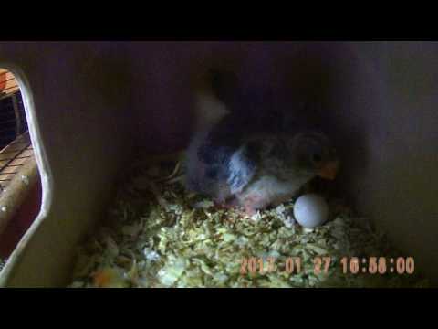 In the nest of neophema. В гнезде лазурных попугайчиков, птенцам 12, 14 и 15 дней