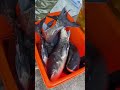 Respect to Aquaculture Workers 🐟 Hard Work Pays Off