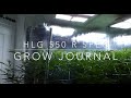 HLG 550 R SPEC Grow Journal DAY 7 Flower ep5