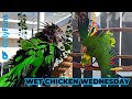 OnlyFans Hot Naked Parrots in the Shower on Wet Chicken Wednesday Oct 22