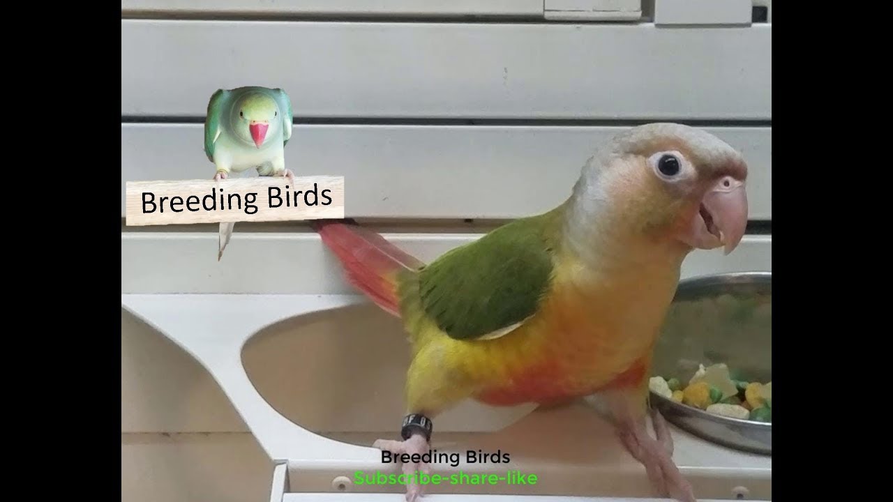 Mango the Conure Male Green Cheek YouTube