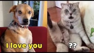 Funny and Embarrassing Situations for Cats --- You'll see for the first time in your life by Blank Namer 291 views 3 years ago 5 minutes, 58 seconds