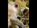 #Cutes Babies Monkey, And Daisy's baby# 13