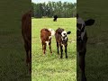 Little moo crew reporting for cuteness duty 🐮🤎 #cow #farmlife #cute #fyp #homestead
