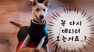 [강아지유튜브] 실외배변만 하는 진돗개 천백이가 실내에서 똥💩을 지린 사연?! / 10시간 후에 만나자, 안녕~ / 스위스카워즈 치즈 공동구매