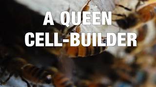 Cell Builder Inspection July 21 2026
