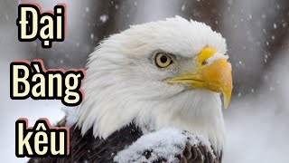 Tiếng Đại Bàng hoang dã | Tiếng Kêu Oai Phong Của Đại Bàng – The Majestic Call of an Eagle