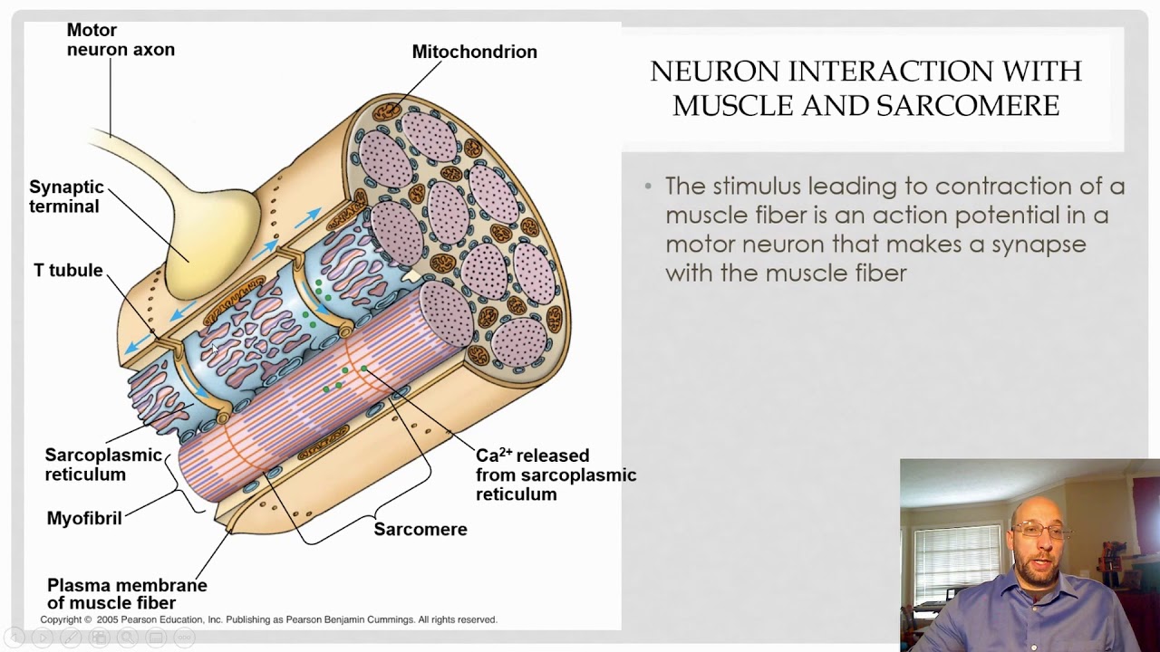 Muscle Contraction - YouTube