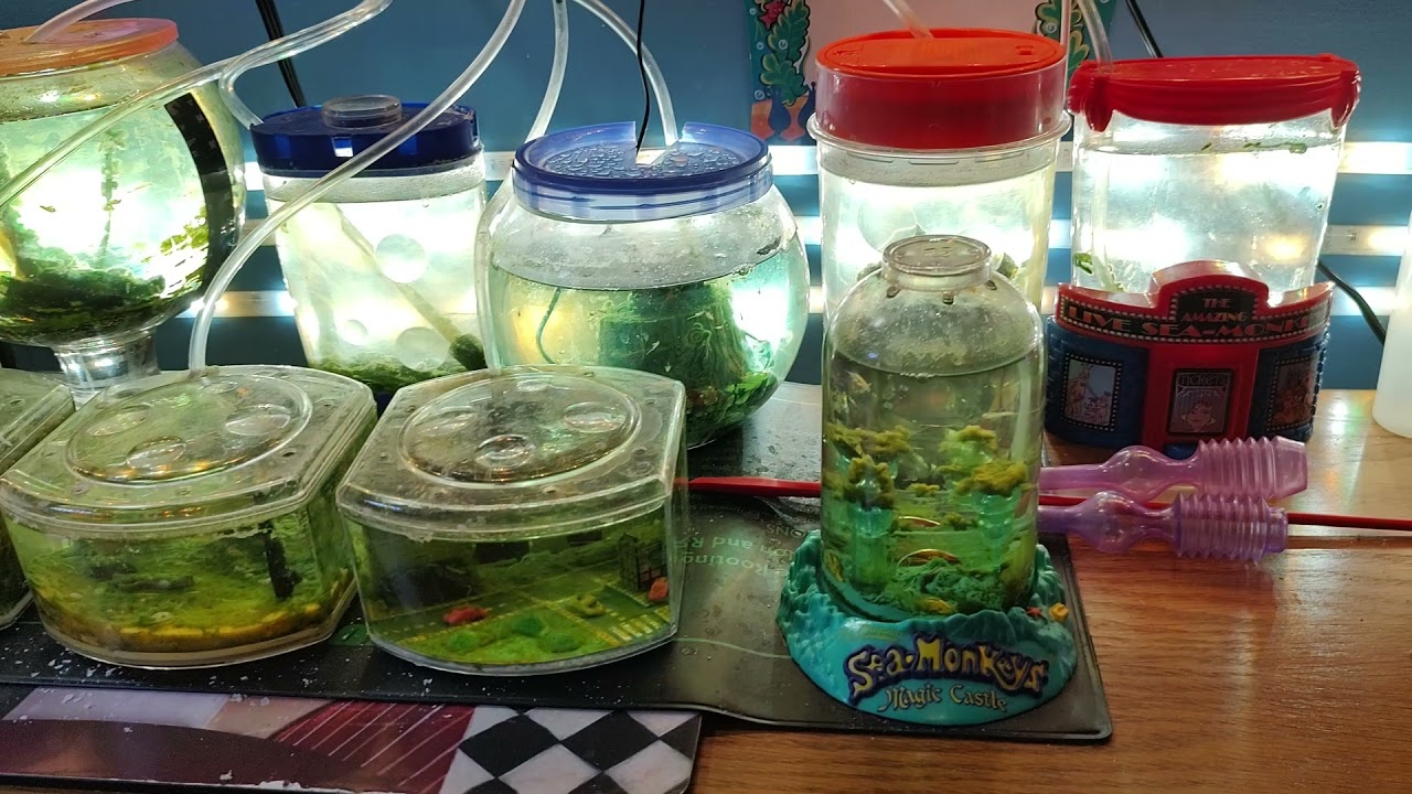 Sea Monkeys Tanks