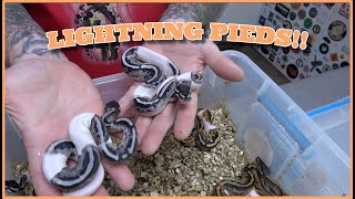 Lightning Pied Clutch Update!!