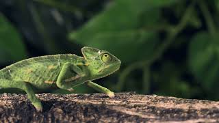 Green chameleon walking over a log No Copyright Background Nature Video (No Sound, No Music) screenshot 1