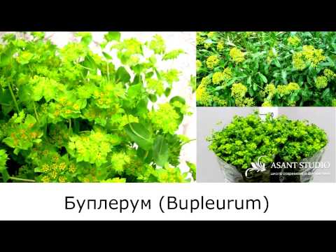 Вопрос: Что это за растение на фото, как называется Какие будут цветы?