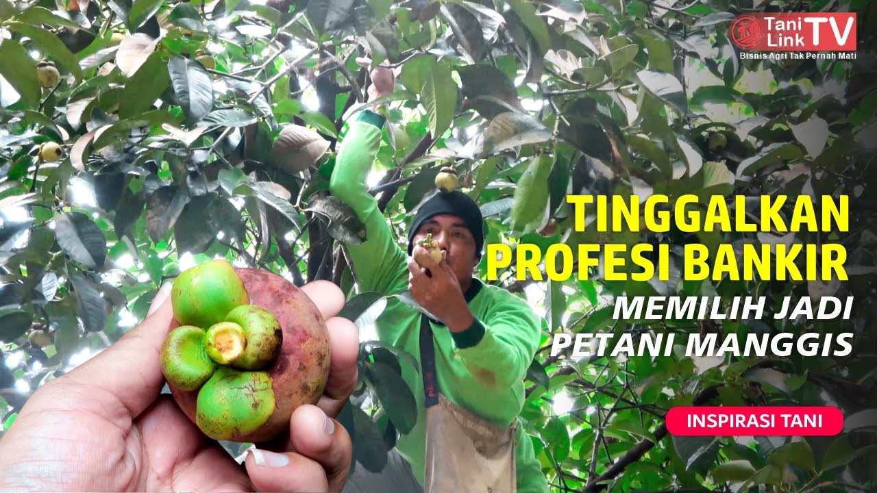 Tinggalkan Jabatan Mentereng di Bank, Sukses Jadi Petani Manggis di Subang