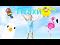Птахи для дітей Пізнавальне відео про птахів українською мовою Вчимо пташок mp3