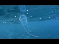 Кубомедуза. Иox jellyfish Сarybdea marsupialis