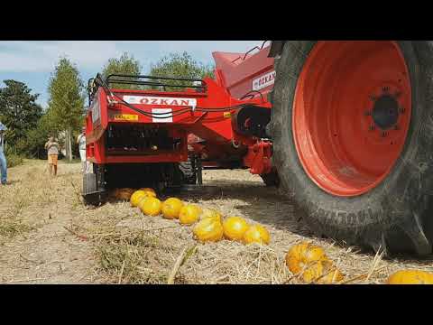 Video: Polna Kemična Sestava Buče