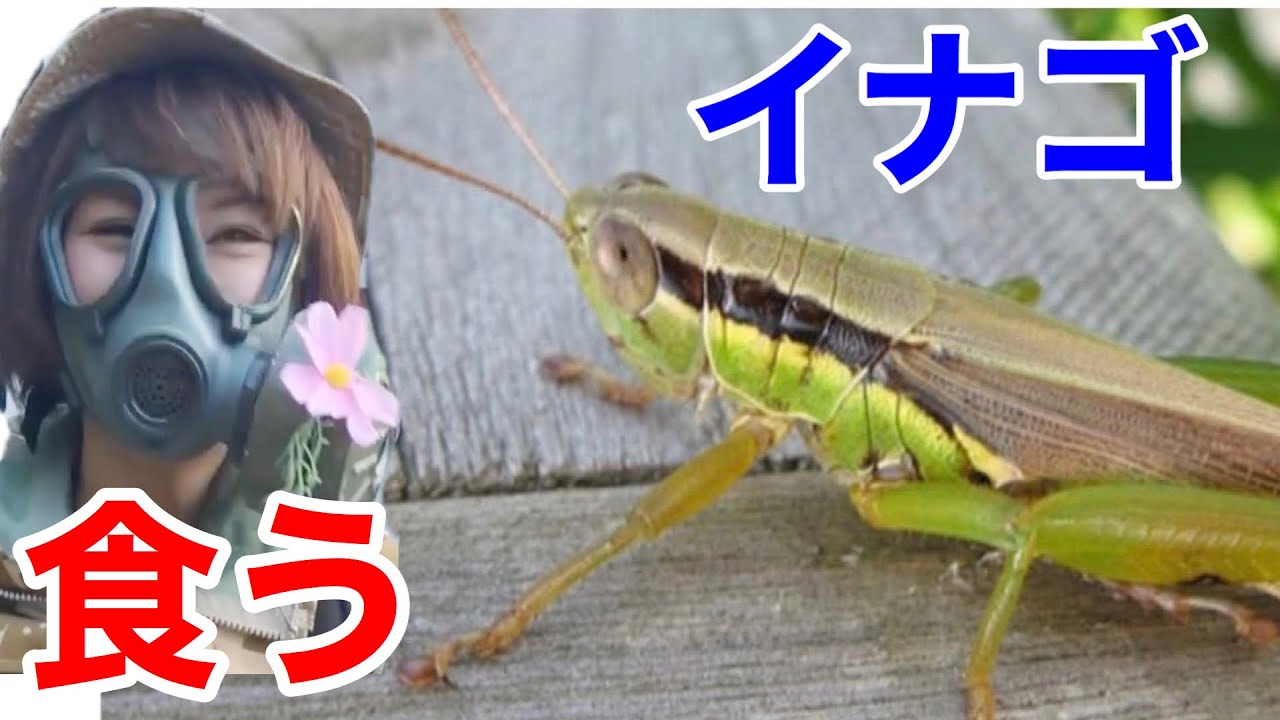 昆虫食 イナゴを食う 絶品 佃煮レシピ Eat Grasshopper サバイバル術 Youtube