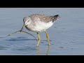 Greater Yellowlegs and Pipefish