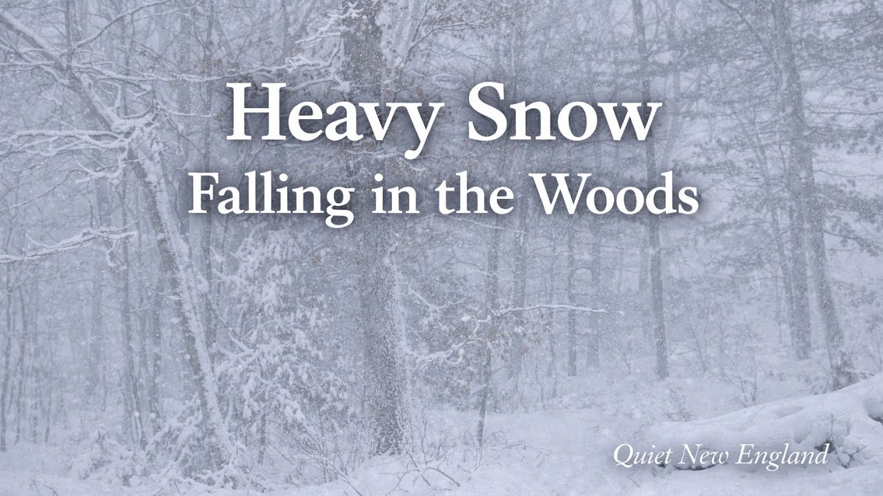 10 Minutes of Heavy Snowfall in the Forest ❄️ Real Winter Sounds | Winter Forest Ambience